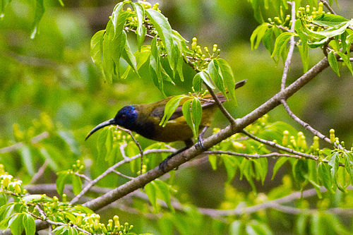 Cameroon sunbird